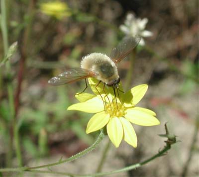 © 2004, David L. Green, used with permission. Bee fly (Bombyliidae)