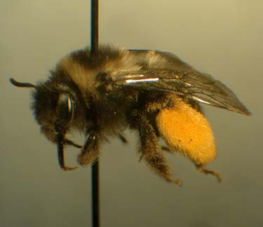 female digger bee (Melissodes pallidisignata)