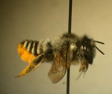 female leaf-cutter bee (Megachile wheeleri)