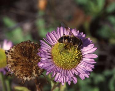 flower fly (Syrphidae)