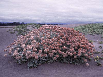 beach buckwheat, Eriogonum latifolium