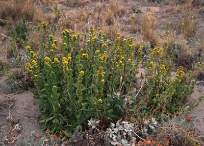 dune goldenrod, Solidago spathulata ssp. spathulata