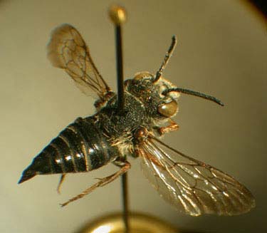 Epeolus minimus