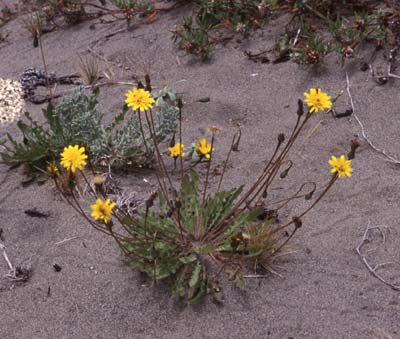 dune goldenrod, Solidago spathulata ssp. spathulata