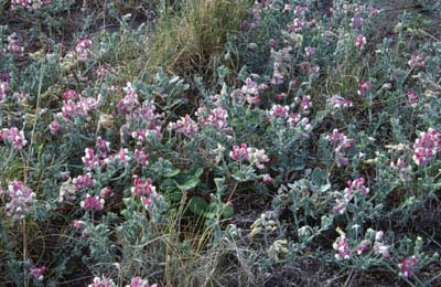 beach pea, Lathyrus littoralis 