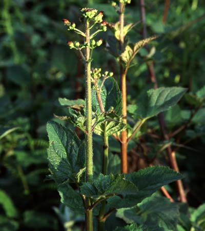 California figwort, Scrophularia californica ssp. californica