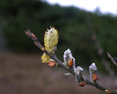 willows, Salix ssp.