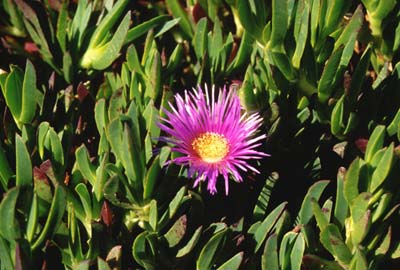 iceplant, Carpobrotus spp.