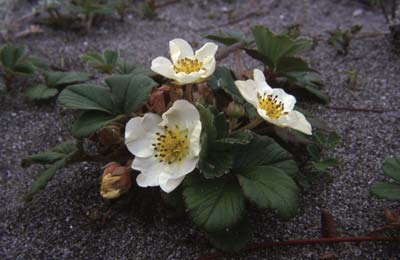 beach strawberry, Fragaria chiloensis