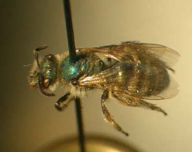 Lasioglossum_F.jpg