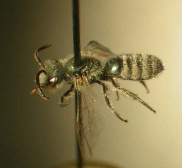 Lasioglossum_M.jpg