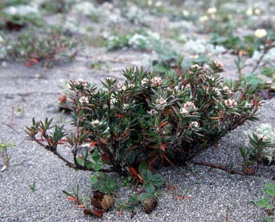 beach knotweed, Polygonum paronychia