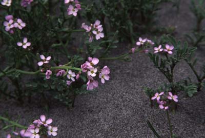 European sea rocket, Cakile maritima