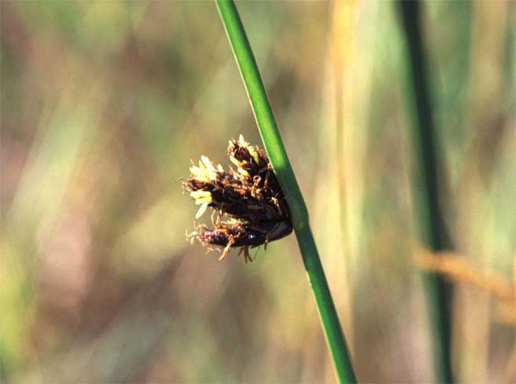 FOD Plant Guide Sedges